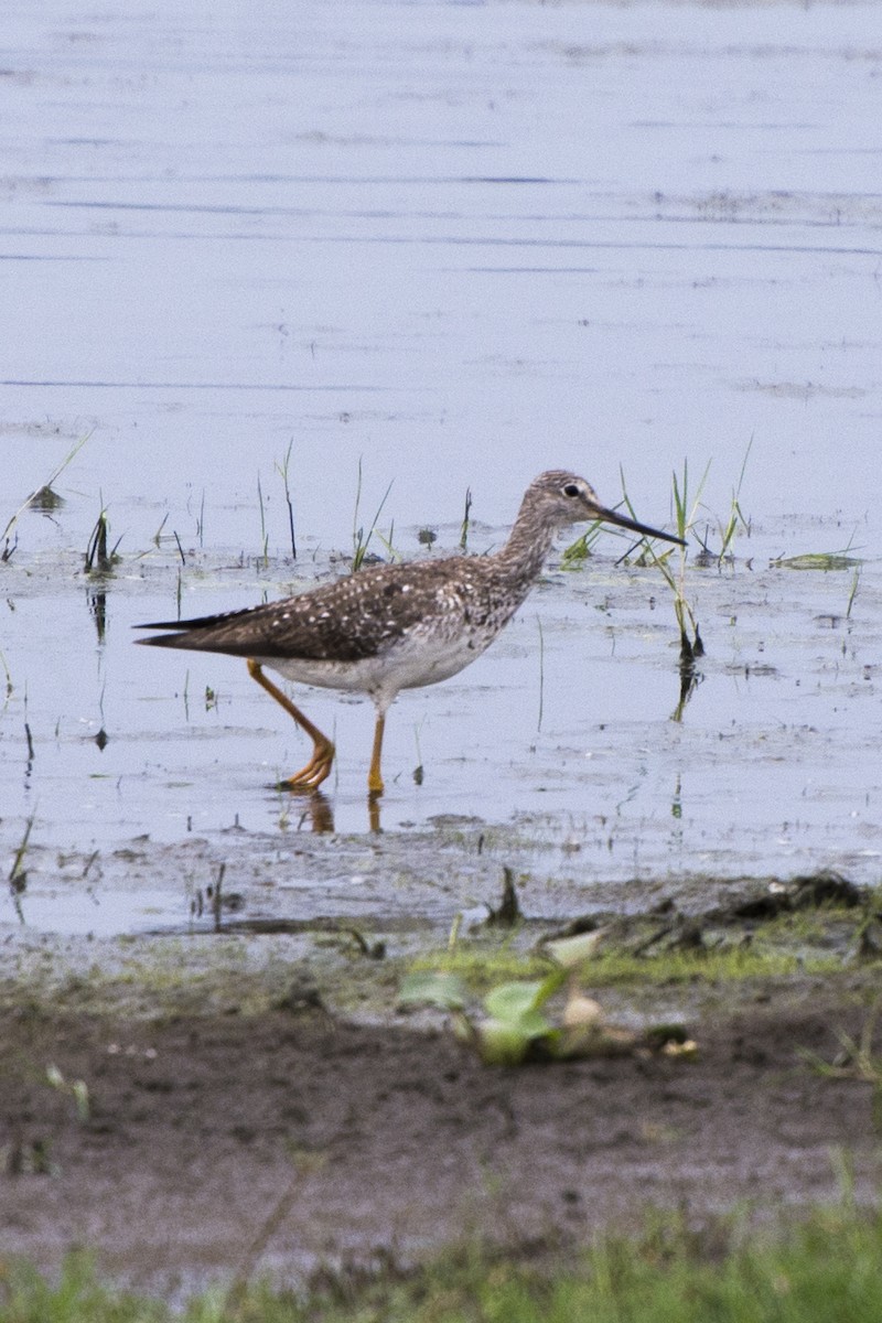 Greater Yellowlegs - ML116909381