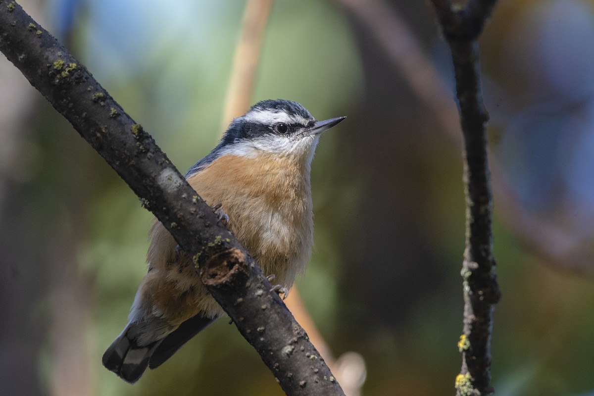 Red-breasted Nuthatch - ML116910001