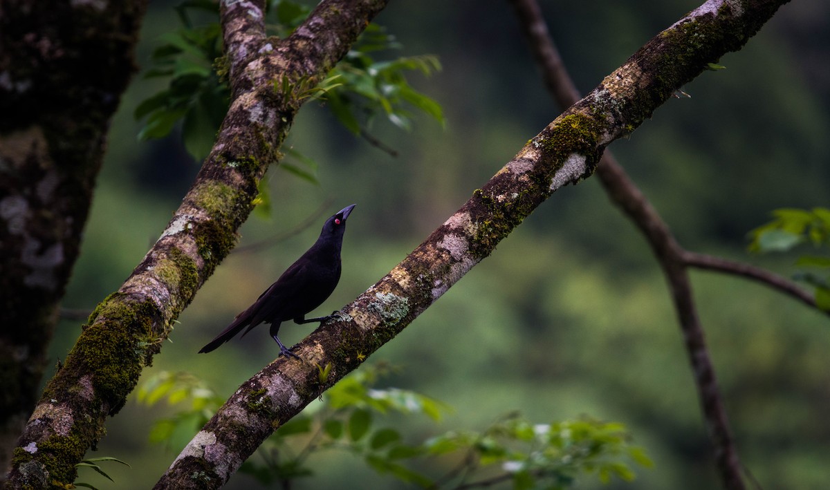 Giant Cowbird - ML116910051