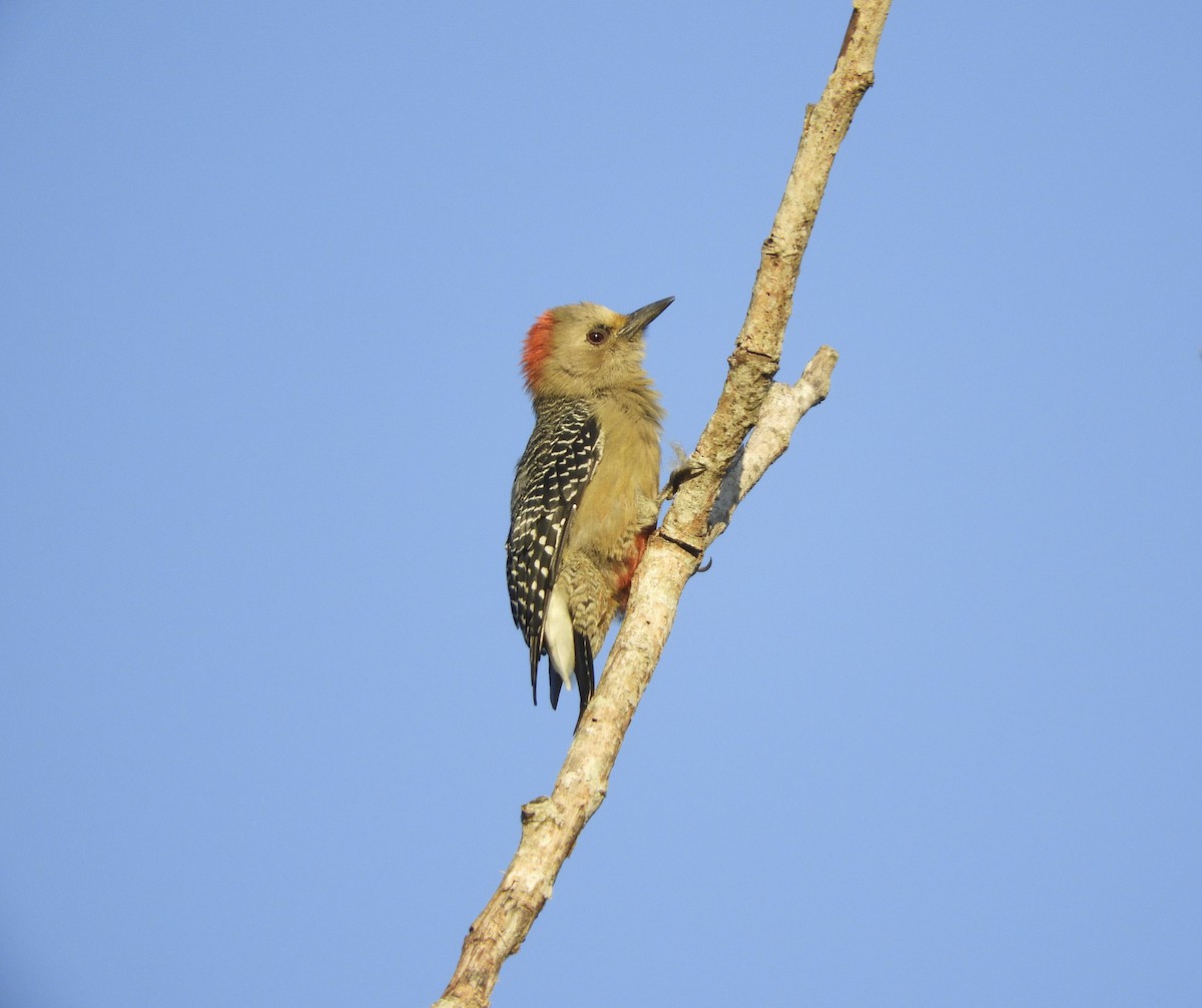 Yucatan Woodpecker - ML116910651