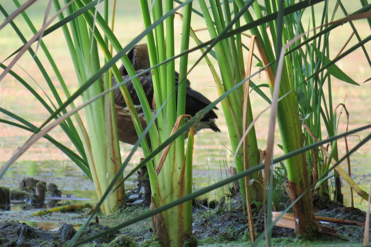 Fulvous Whistling-Duck - ML116911671