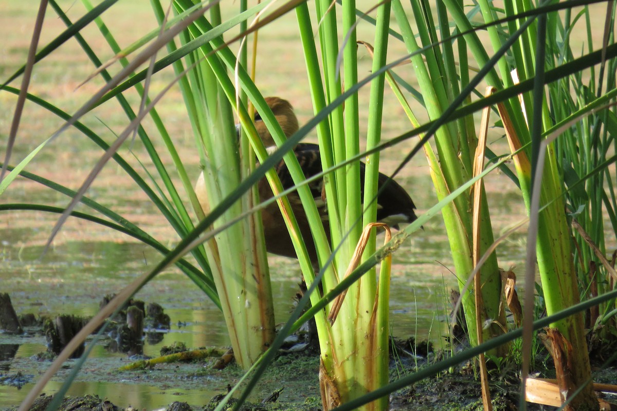 Fulvous Whistling-Duck - ML116911961