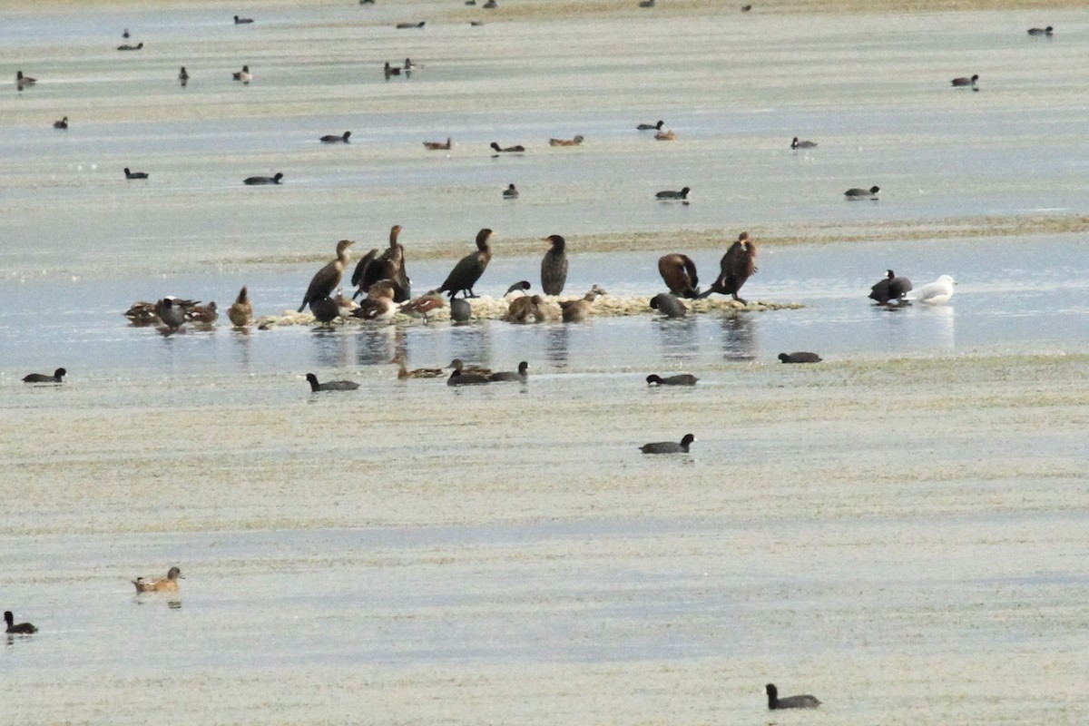 Double-crested Cormorant - ML116913851