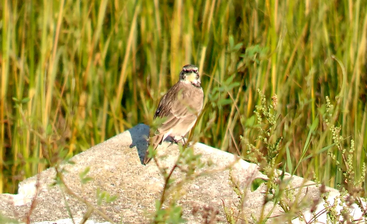 Horned Lark - ML116914911