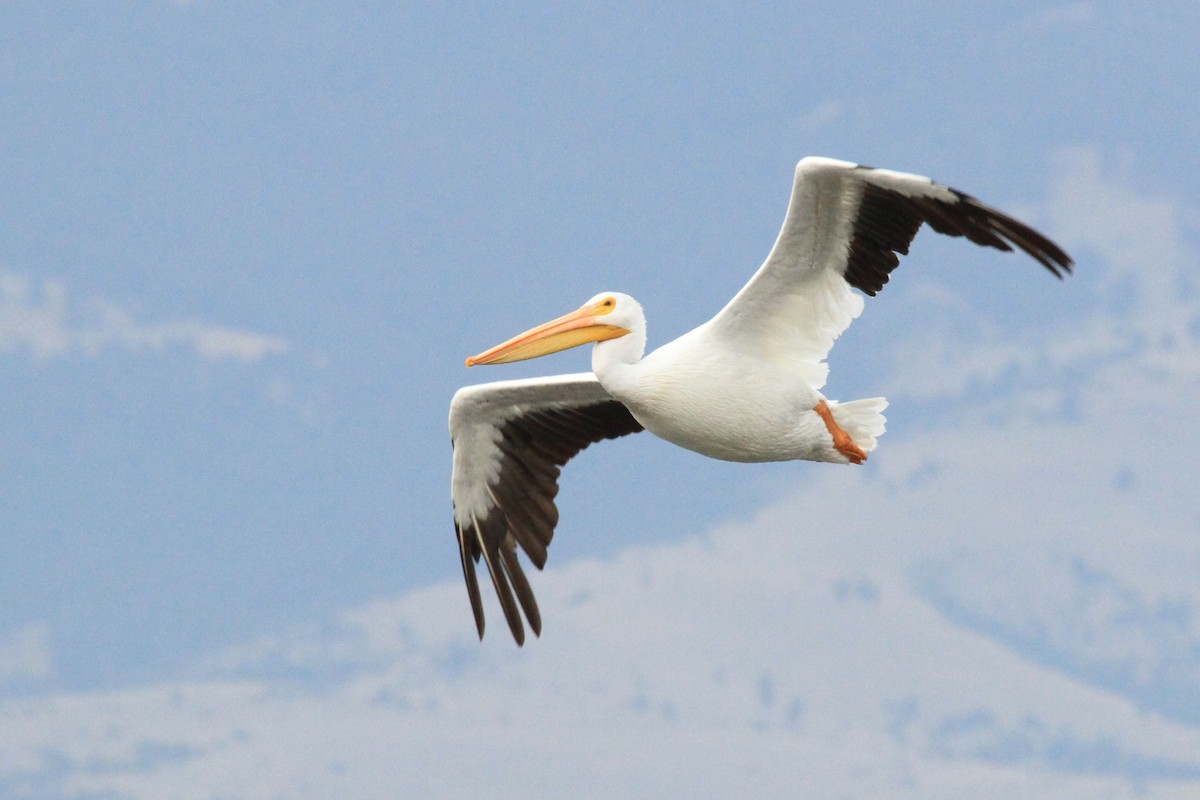 pelikán severoamerický - ML116915011