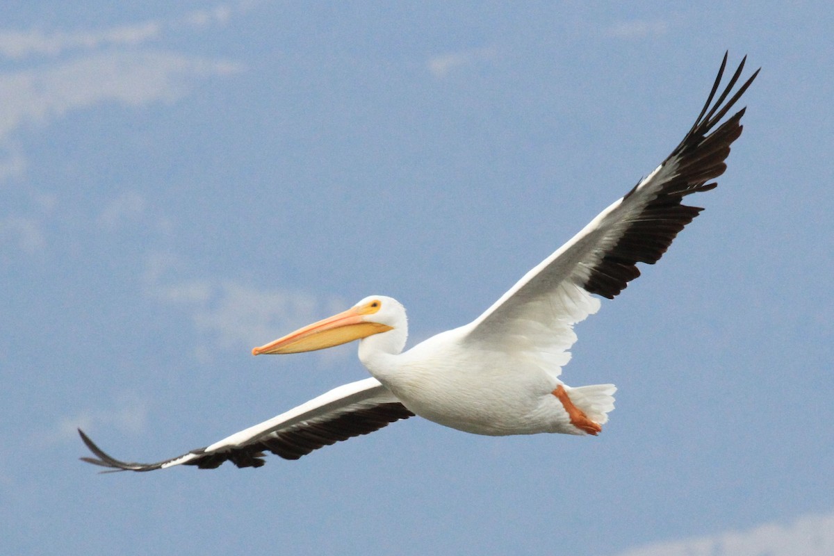 American White Pelican - ML116915021