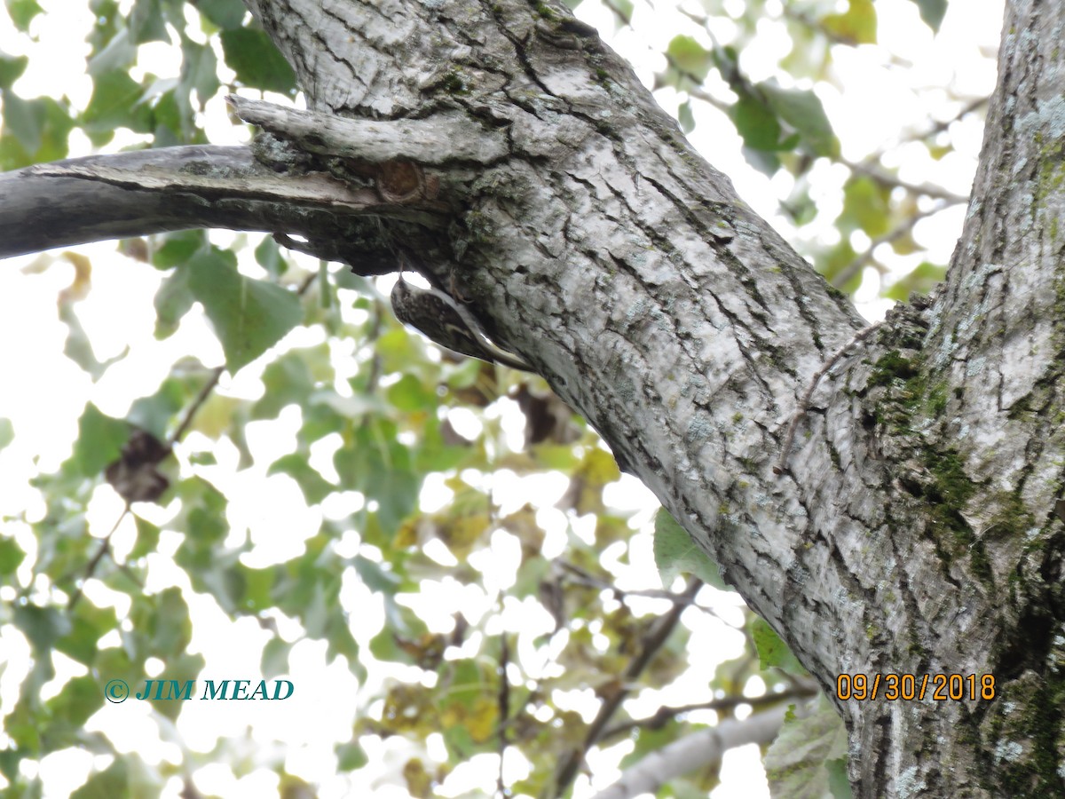 Brown Creeper - ML116916051