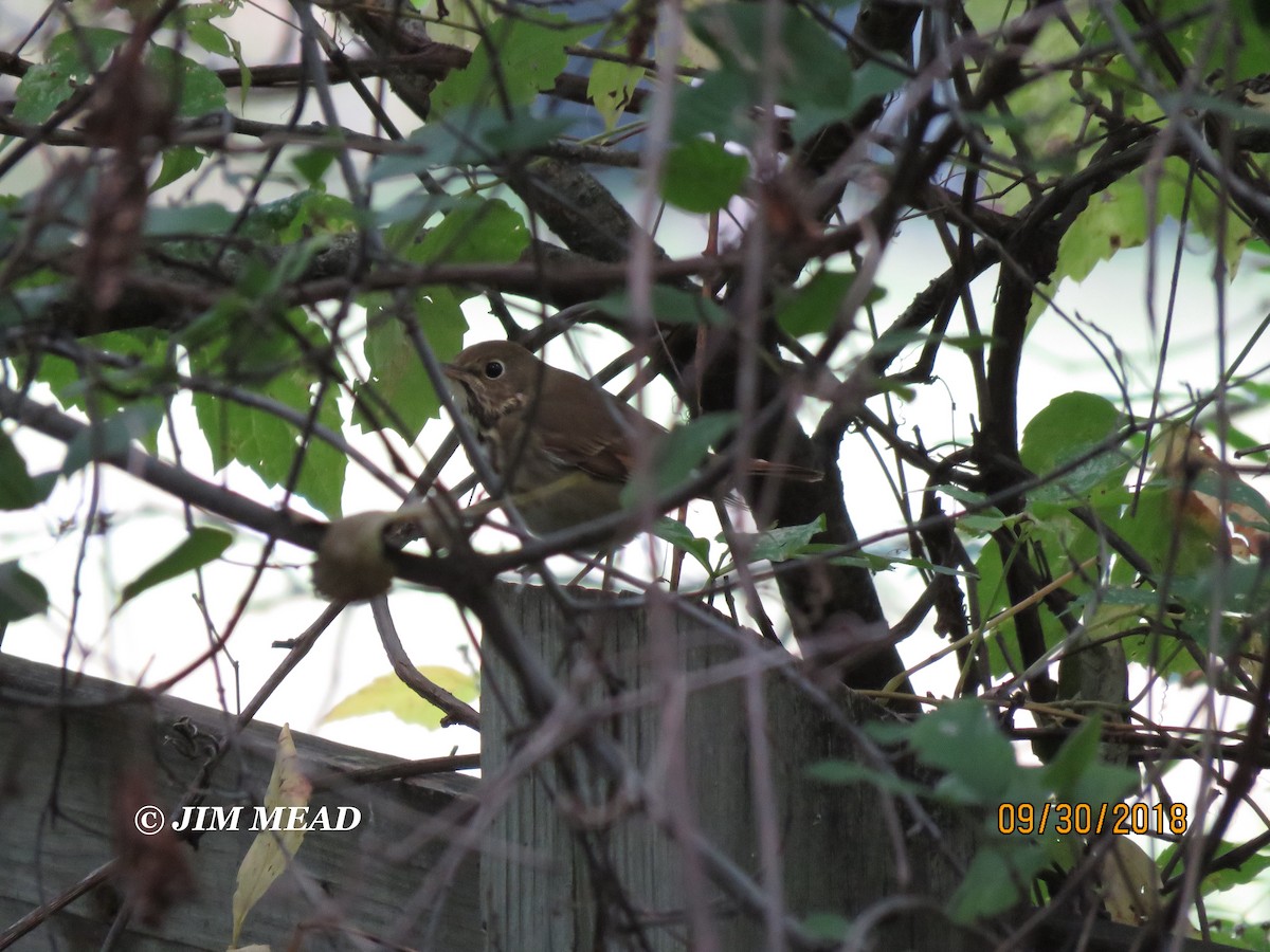 Hermit Thrush - Jim Mead