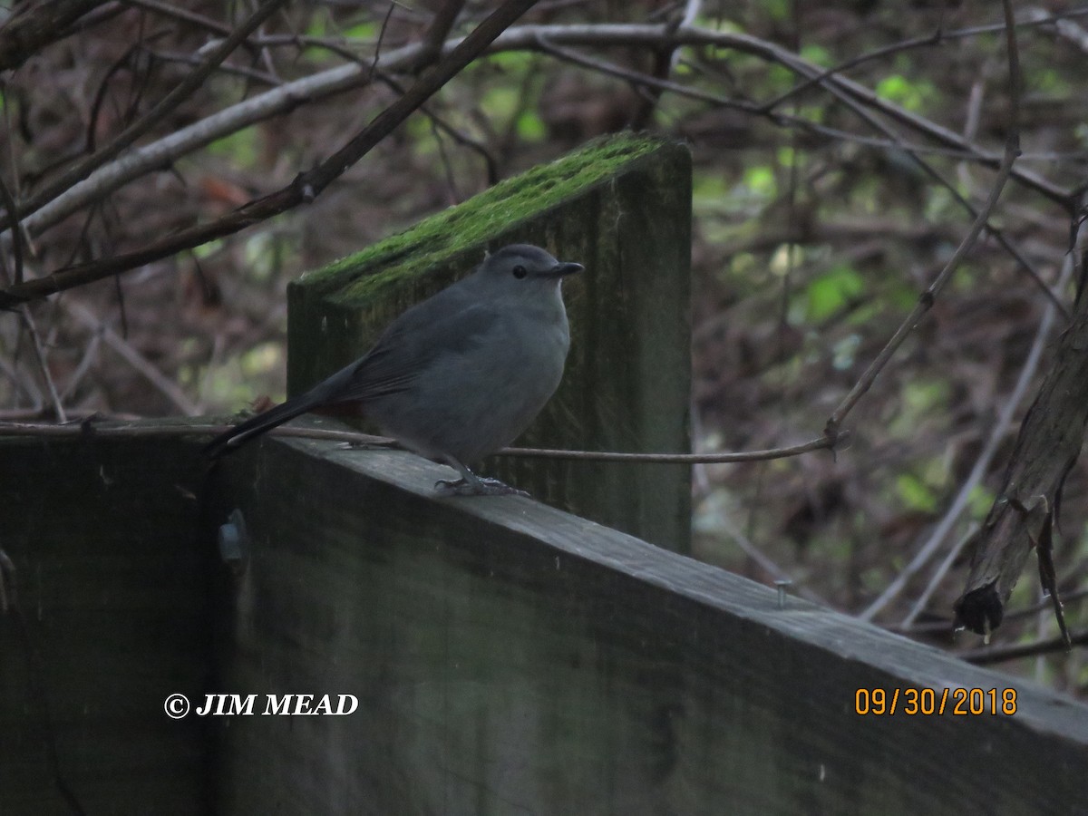 Gray Catbird - ML116916341