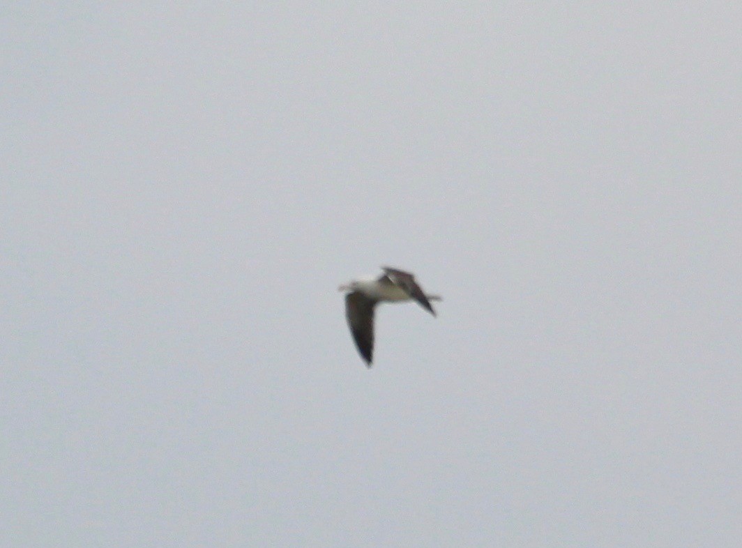 Lesser Black-backed Gull - ML116916951