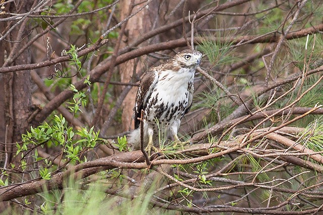 Red-tailed Hawk - ML116916991