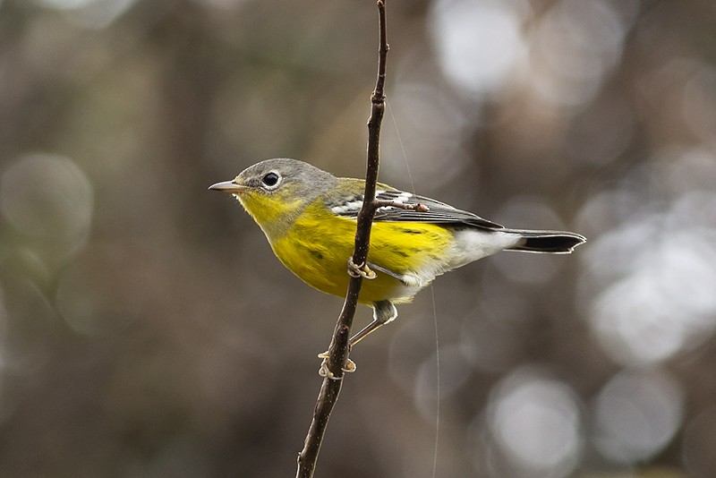 Magnolia Warbler - ML116917181