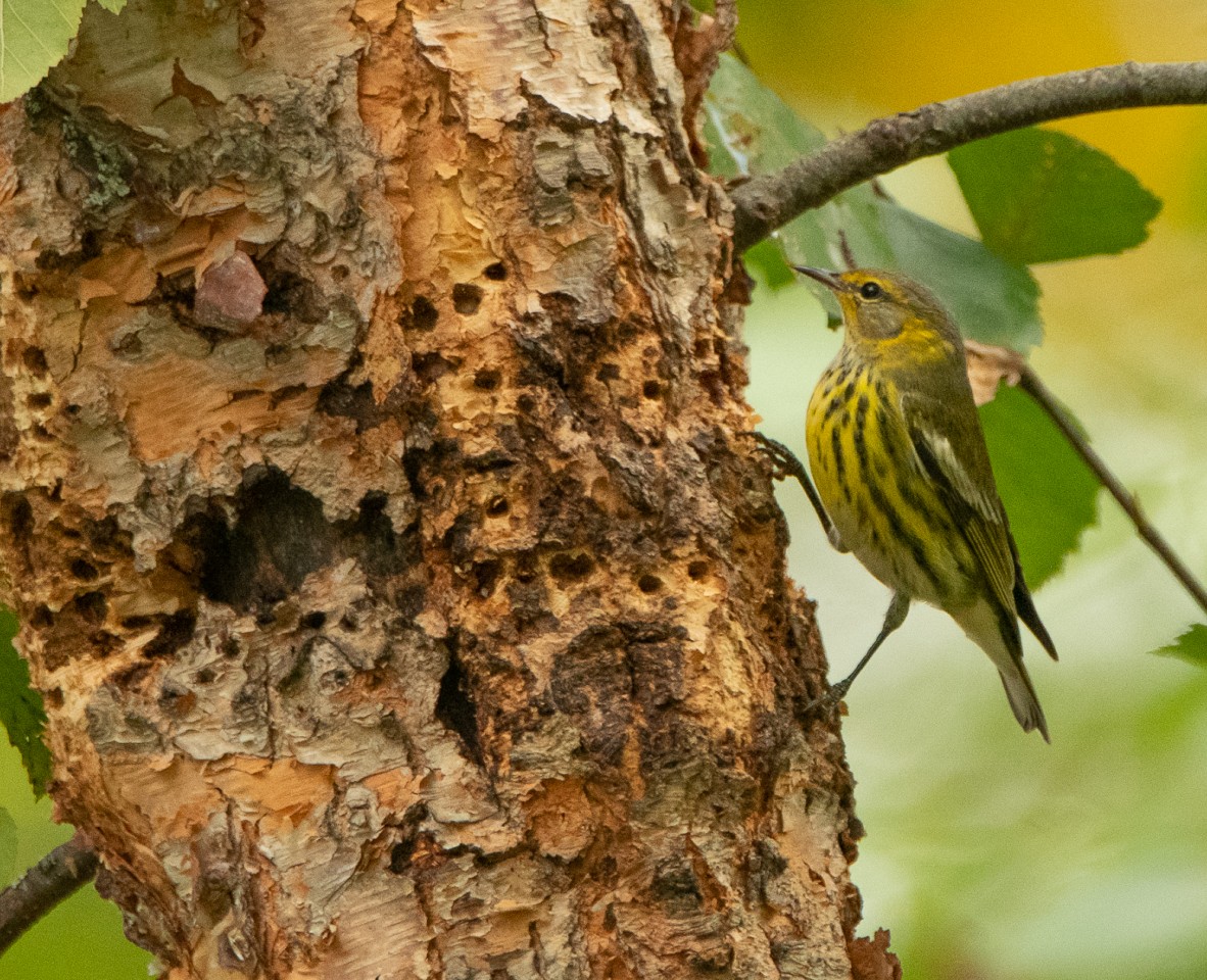 Cape May Warbler - Marianne Taylor