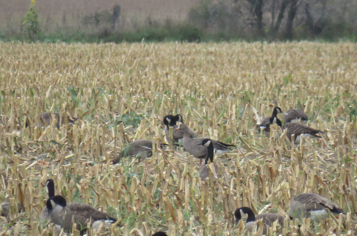 Greater White-fronted Goose (Western) - ML116919611