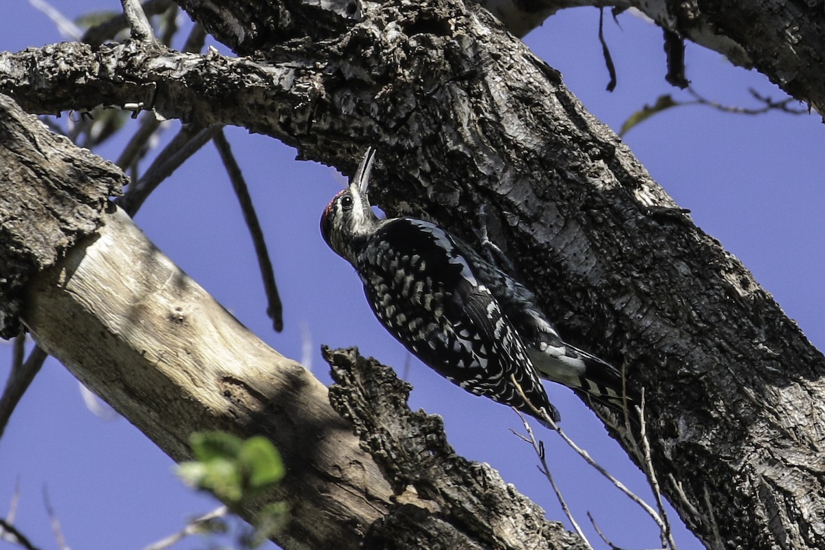 Yellow-bellied/Red-naped Sapsucker - ML116920141