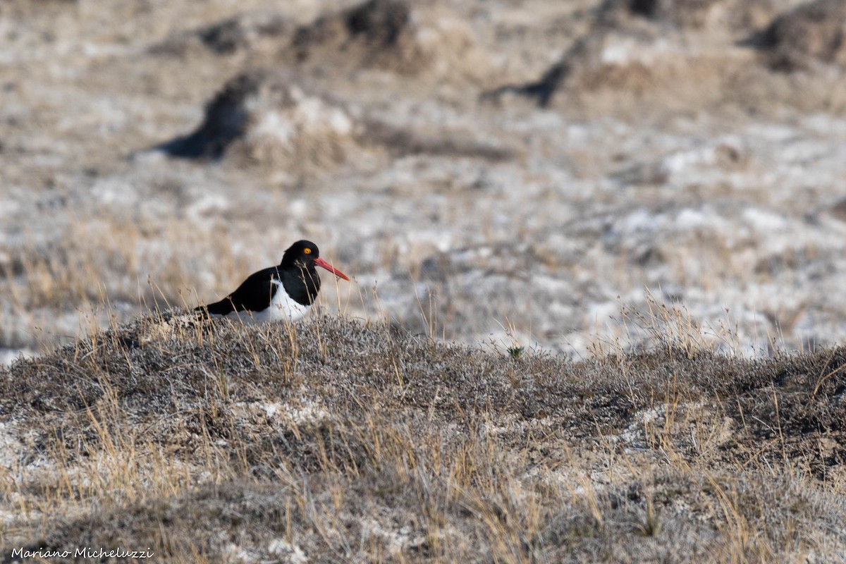 Magellanic Oystercatcher - ML116920171