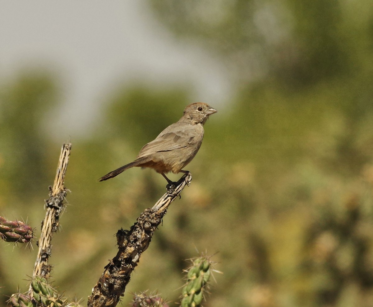 Canyon Towhee - ML116920451