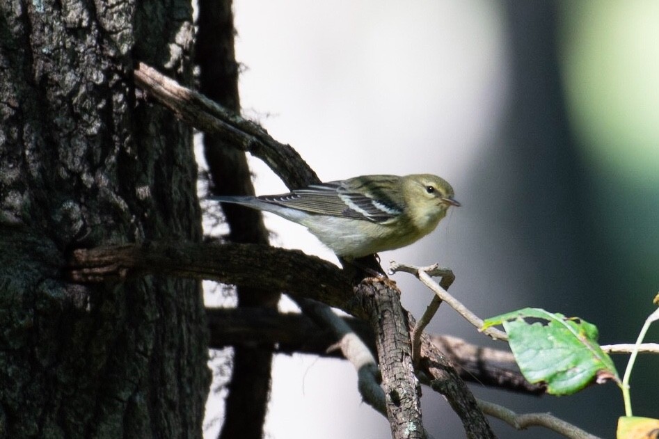 Blackpoll Warbler - ML116920681