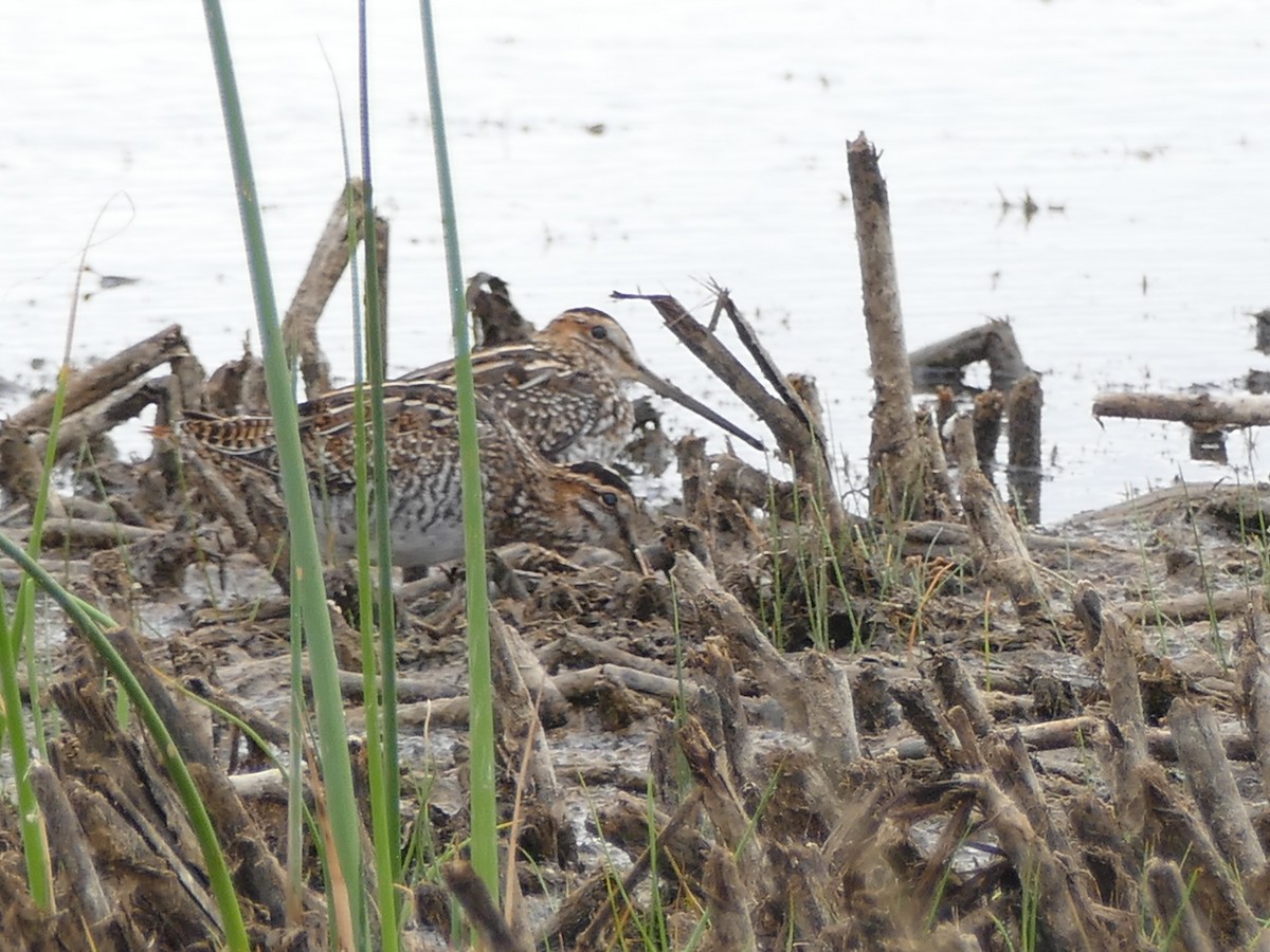 kanadabekkasin - ML116922481