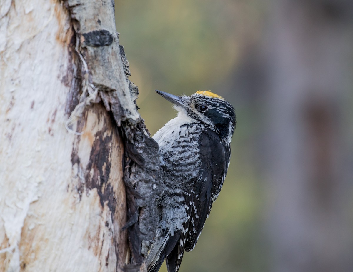 American Three-toed Woodpecker - ML116922821