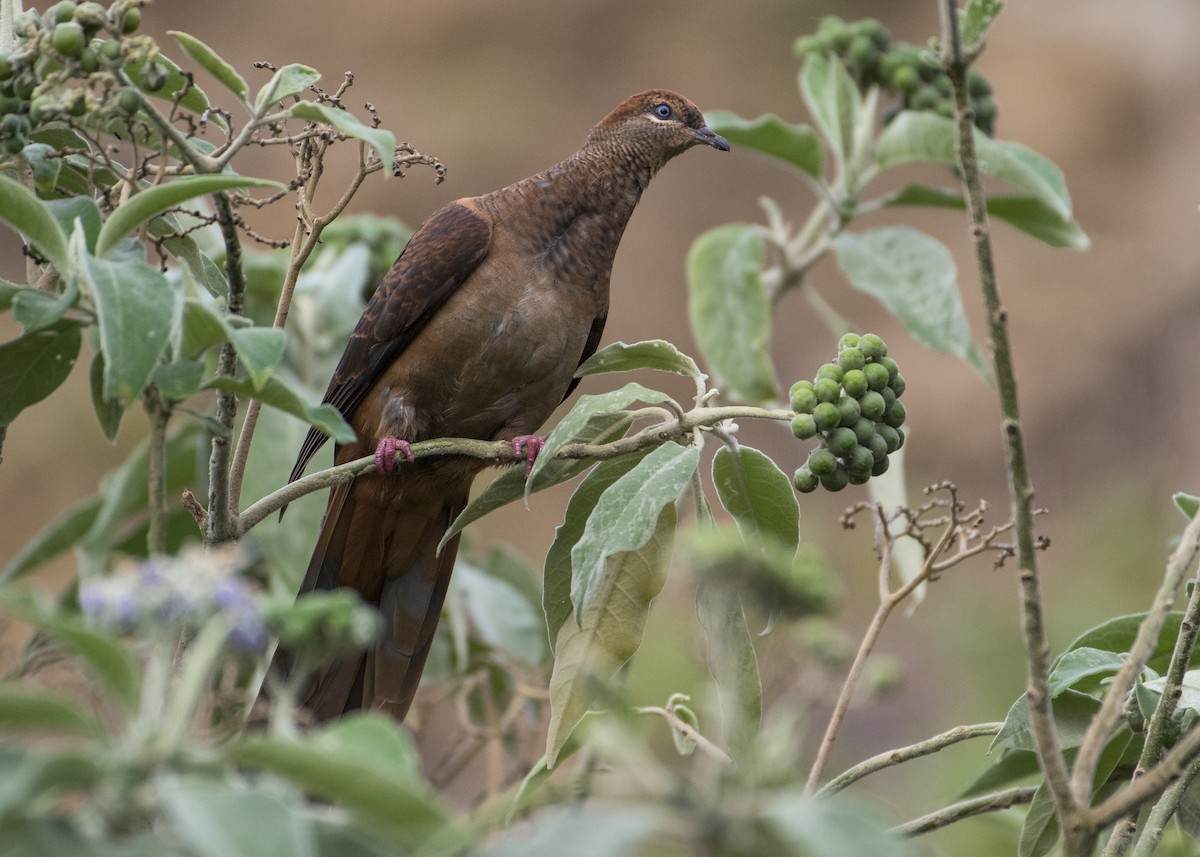 Brown Cuckoo-Dove - ML116924481