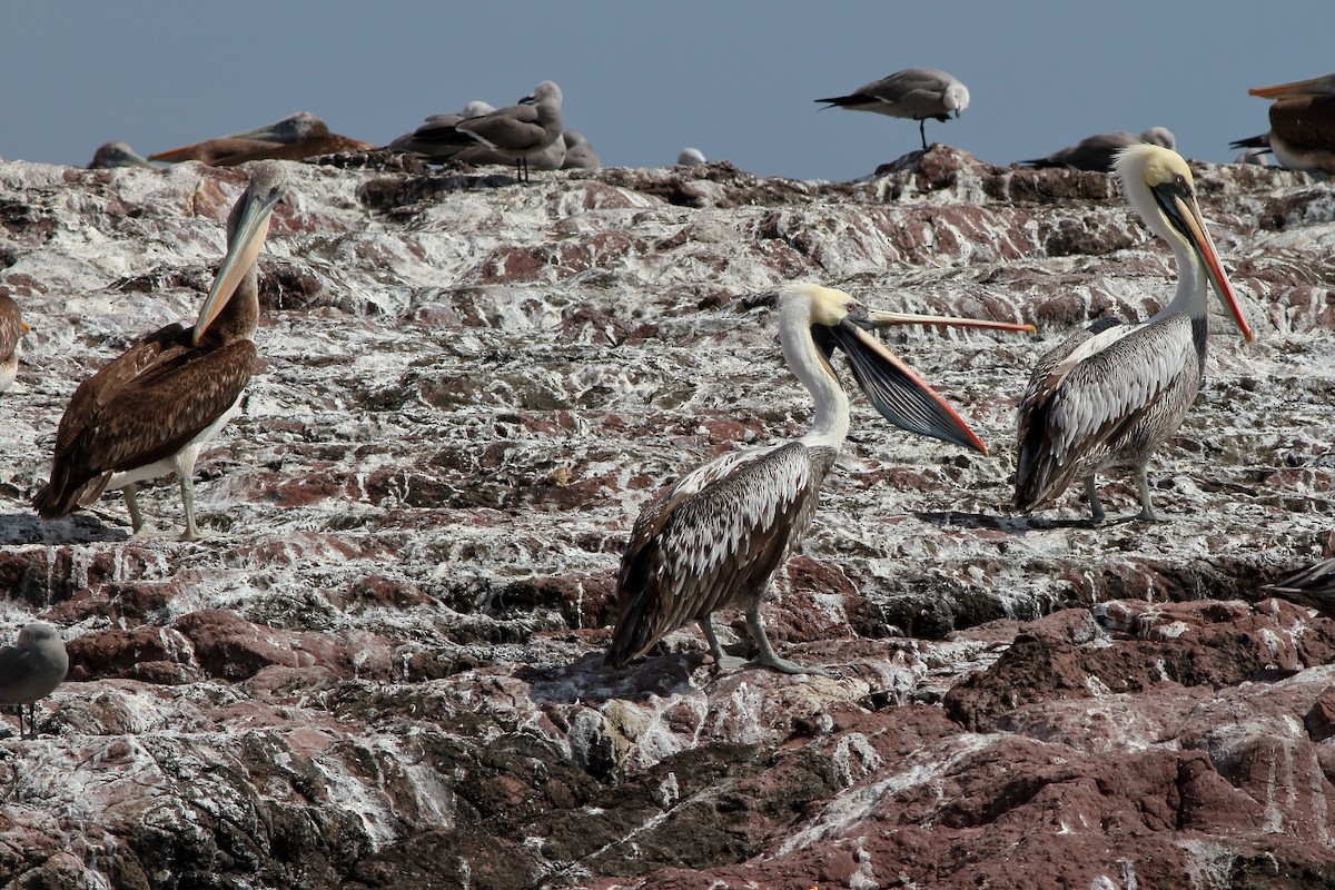 Peruvian Pelican - ML116925111