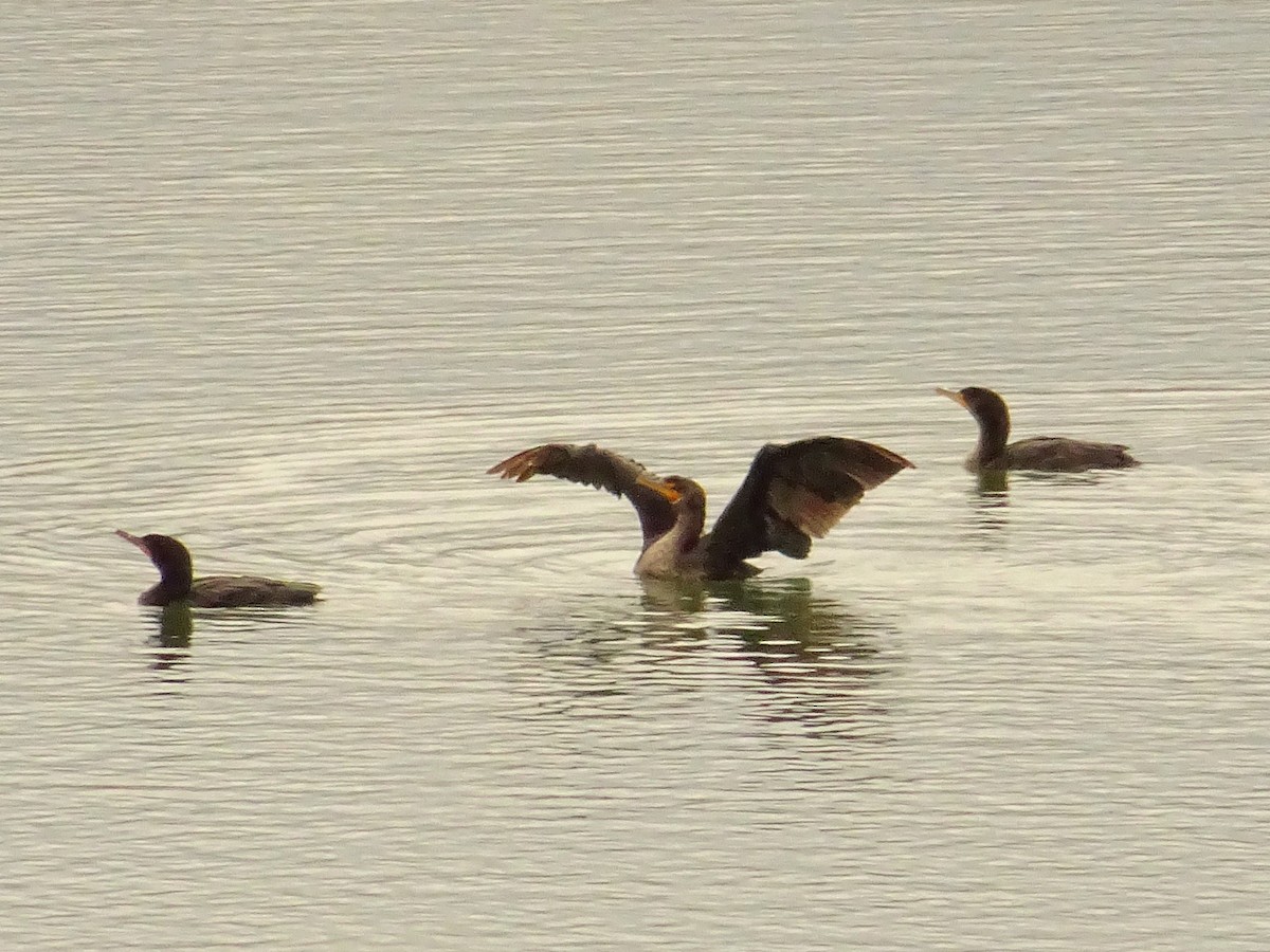 Double-crested Cormorant - ML116925141