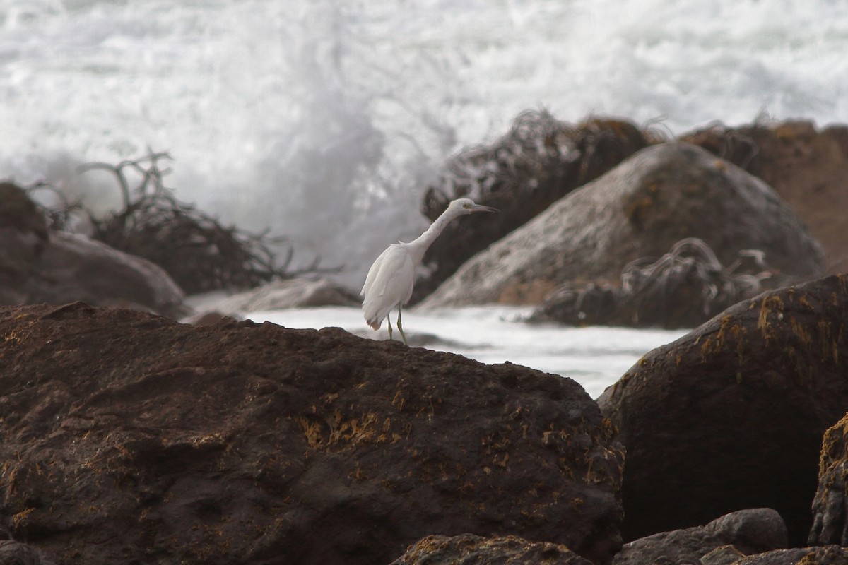 Little Blue Heron - ML116925371