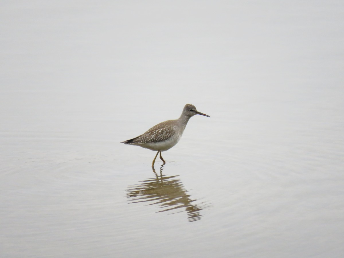 Lesser Yellowlegs - ML116925381