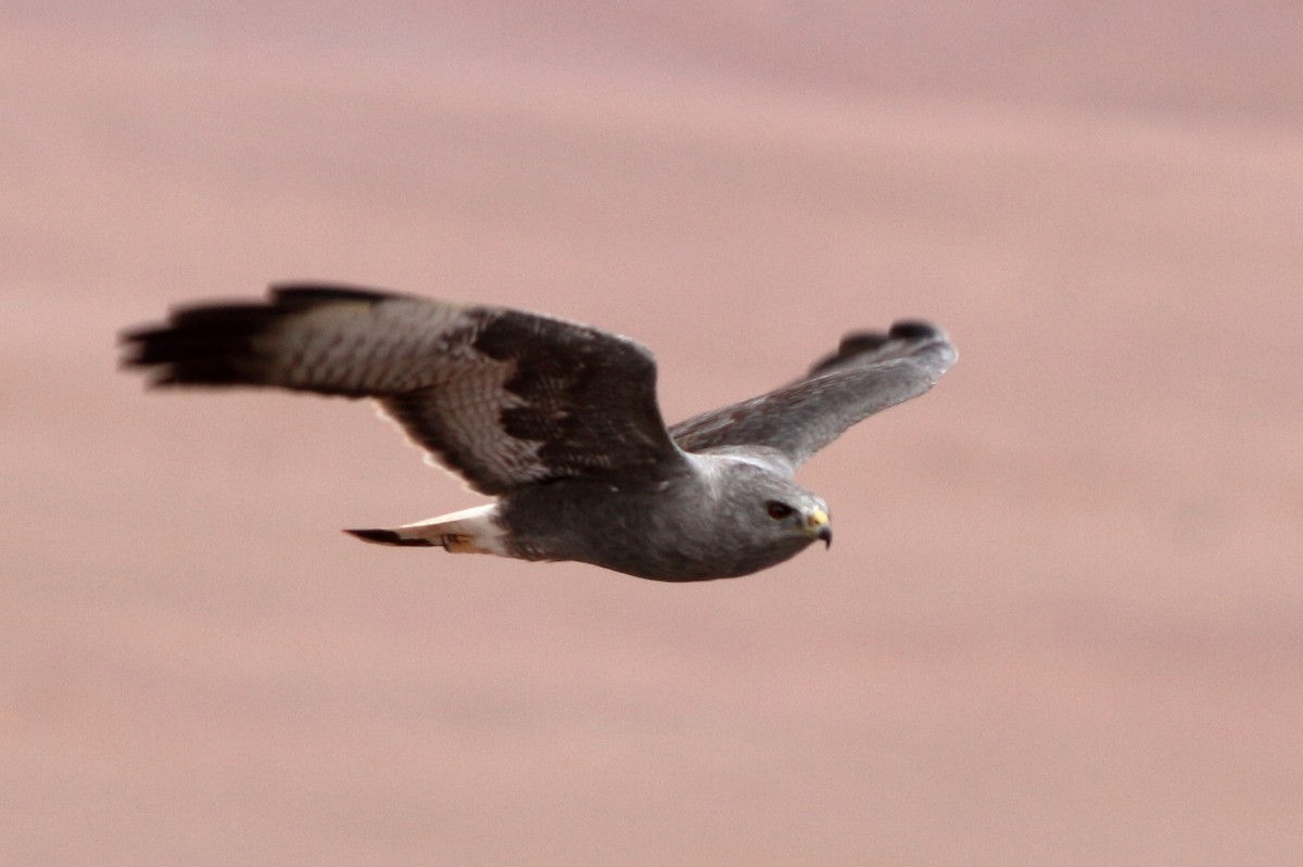 Variable Hawk - Manfred Bienert