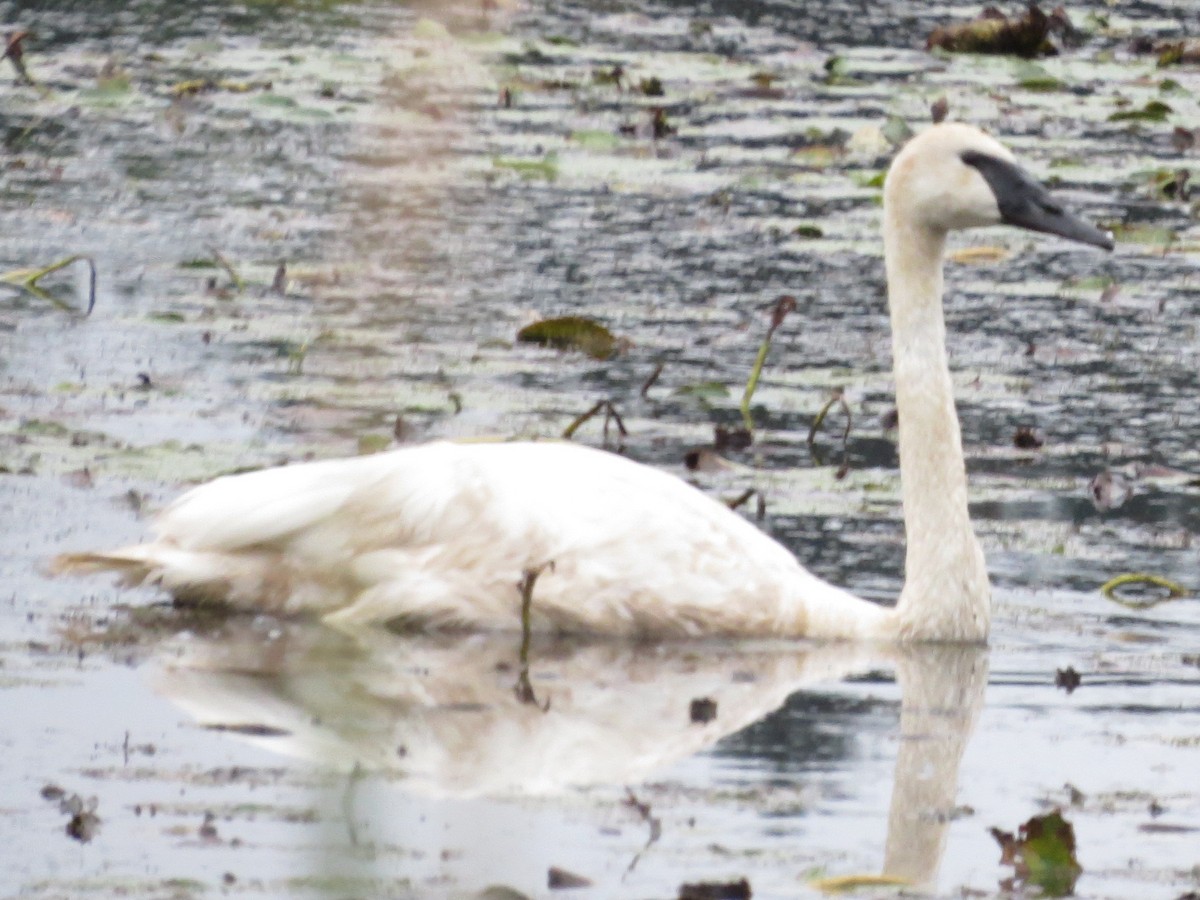 Trumpeter Swan - ML116926561