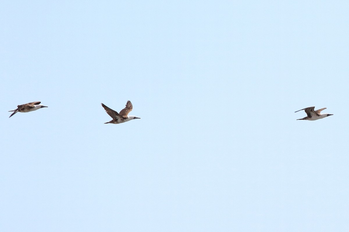 Peruvian Booby - ML116927051