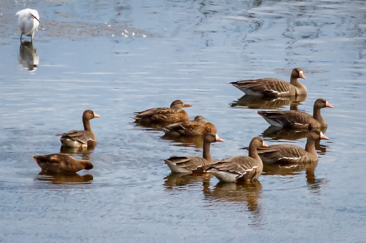 Greater White-fronted Goose (Western) - ML116928821