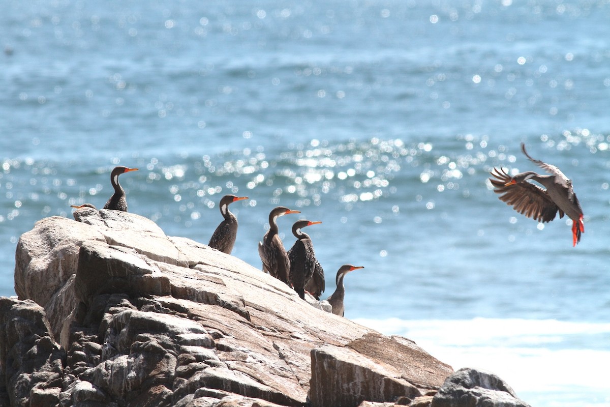 Red-legged Cormorant - Manfred Bienert