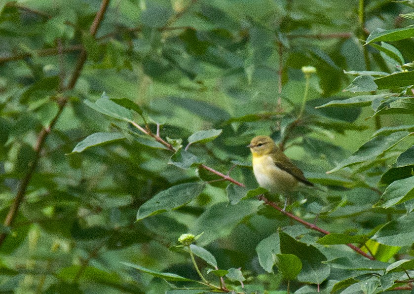 Tennessee Warbler - Kristin and John Anderson-Bricker