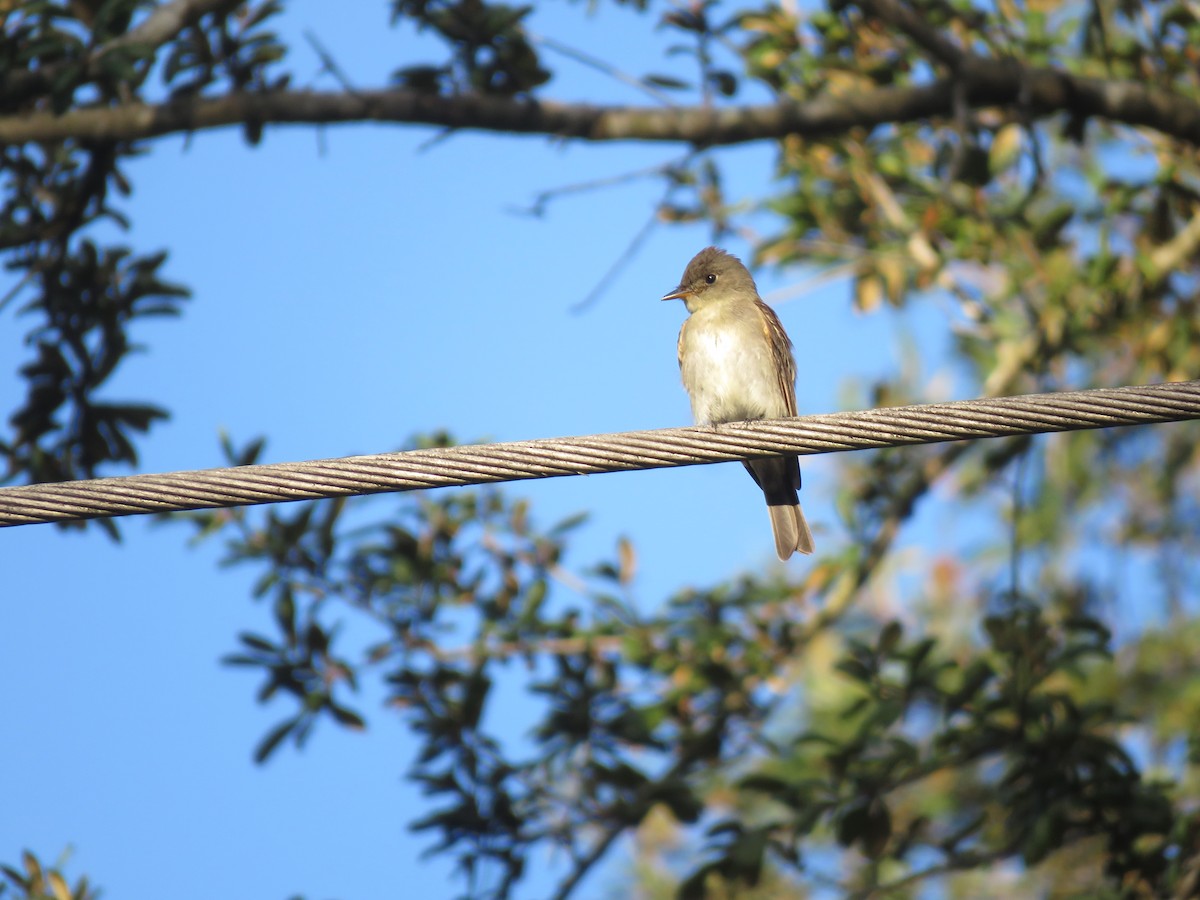 Eastern Wood-Pewee - ML116935061