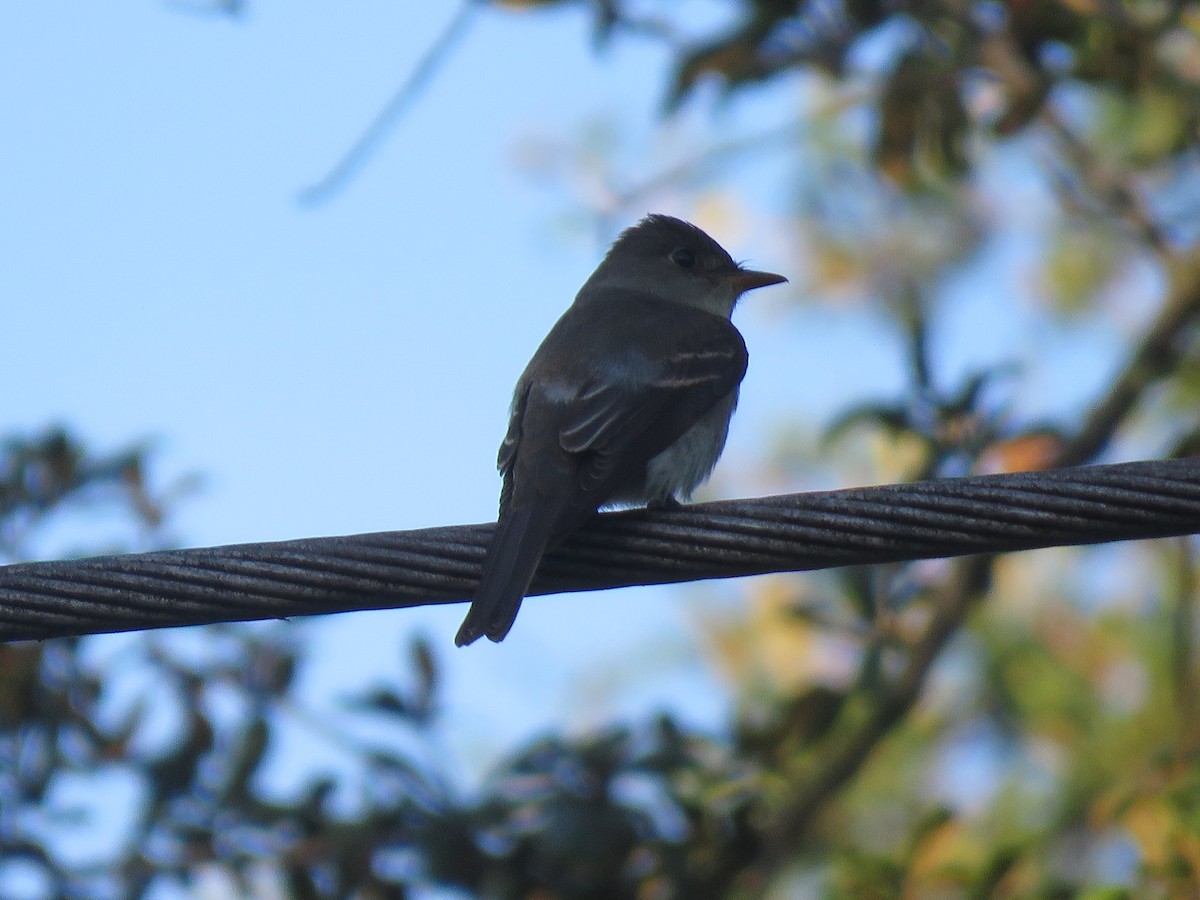 Eastern Wood-Pewee - ML116935971