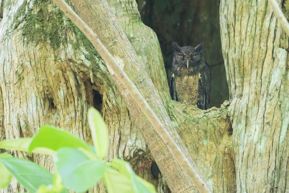 Tawny-bellied Screech-Owl (Tawny-bellied) - ML116936551