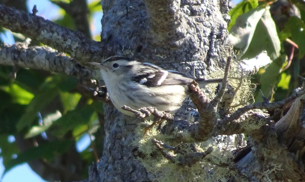 Black-and-white Warbler - Paolo Matteucci