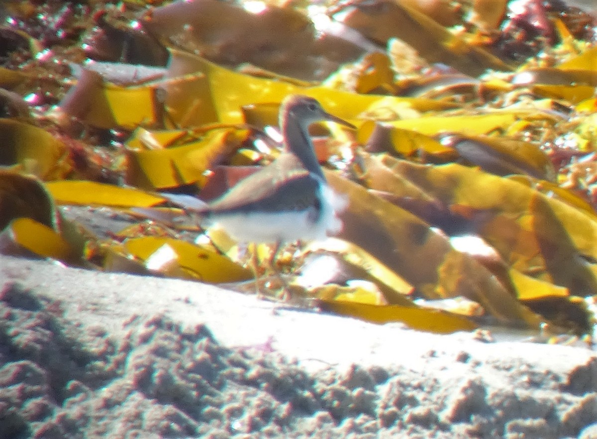 Spotted Sandpiper - ML116936951