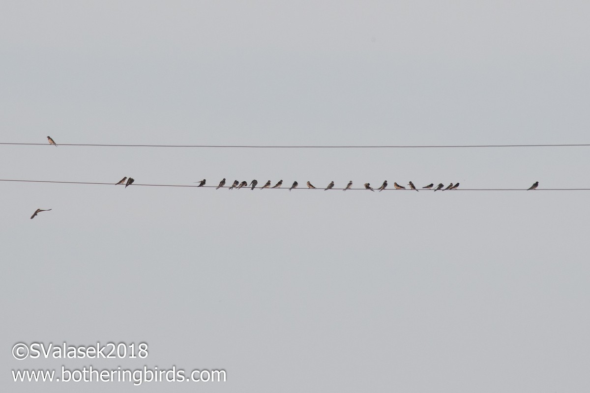 Barn Swallow - ML116937211