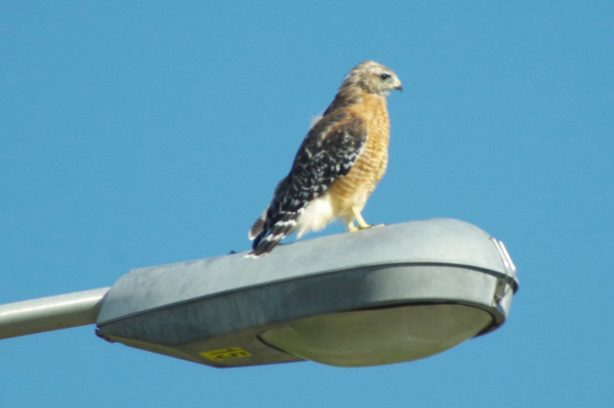 Red-shouldered Hawk - ML116939361