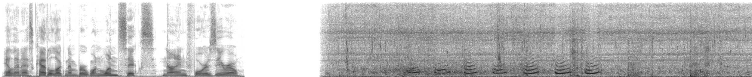 California Sea Lion - ML116940