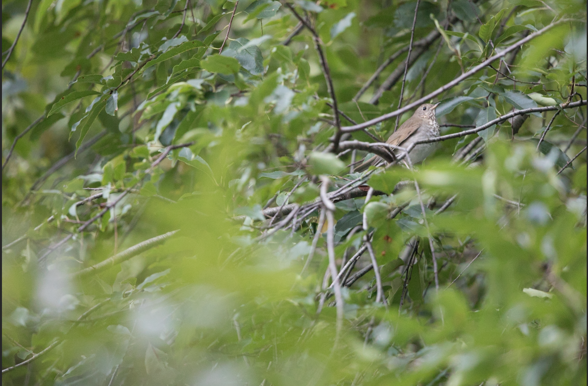 Gray-cheeked/Bicknell's Thrush - ML116940811