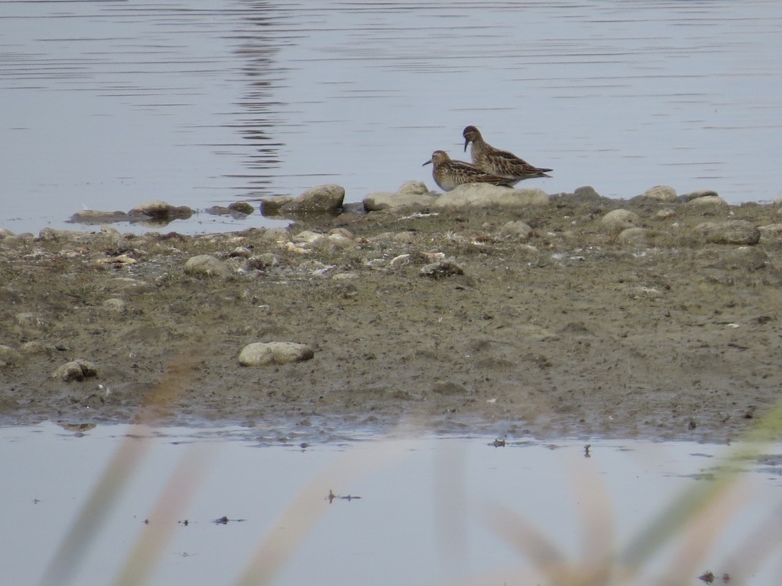 Pectoral Sandpiper - ML116941231