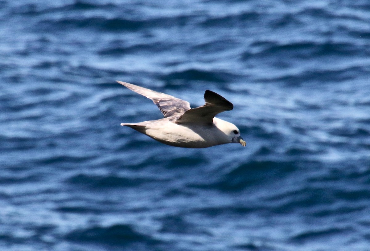 buřňák lední - ML116945471