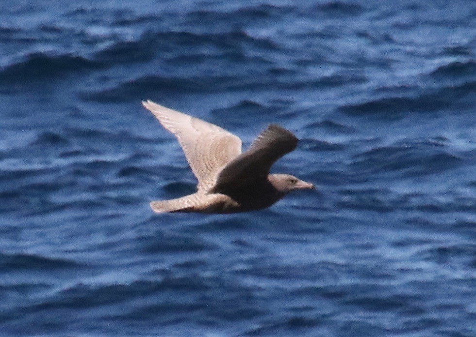 racek šedý - ML116945601