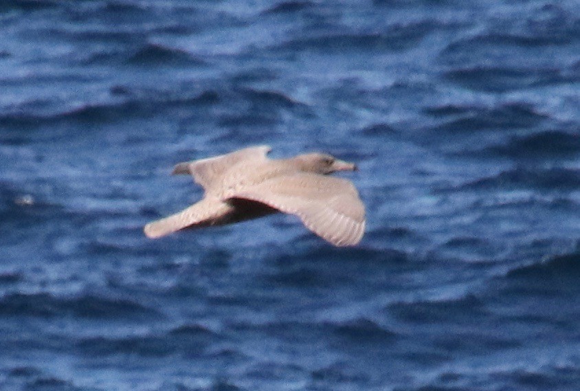 racek šedý - ML116945631