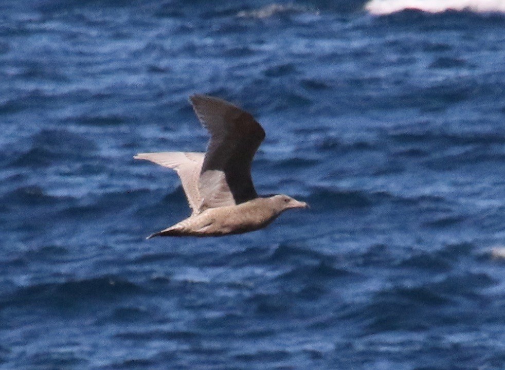 racek šedý - ML116945651