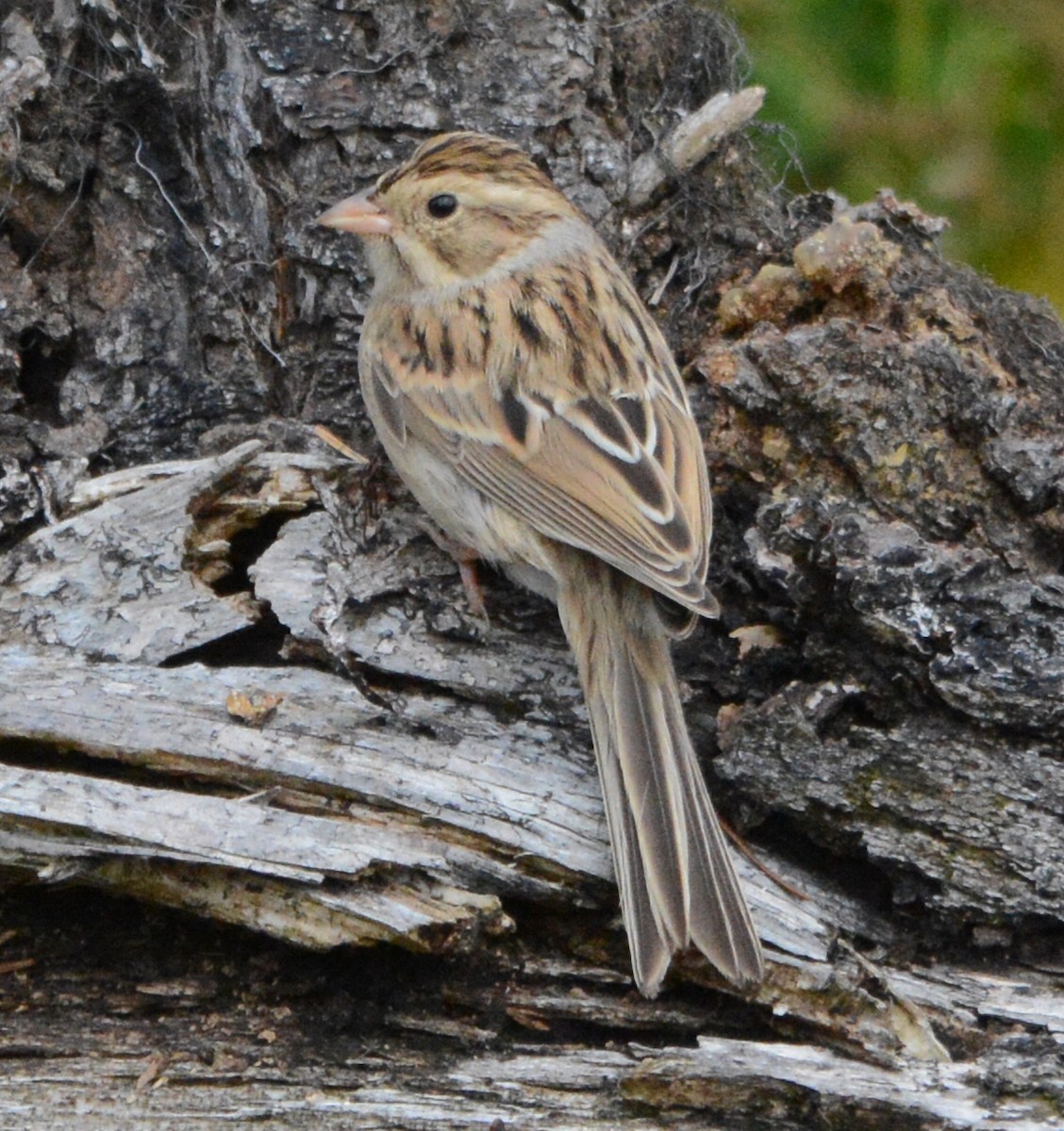 Clay-colored Sparrow - Tim Johnson